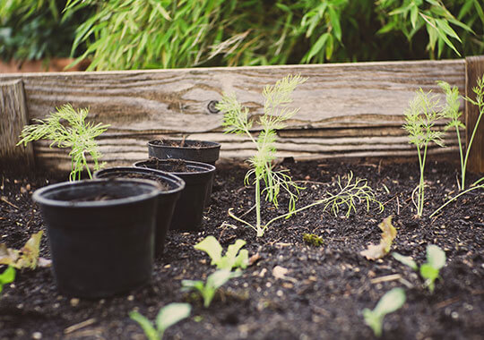 GR-coffeegrounds-2