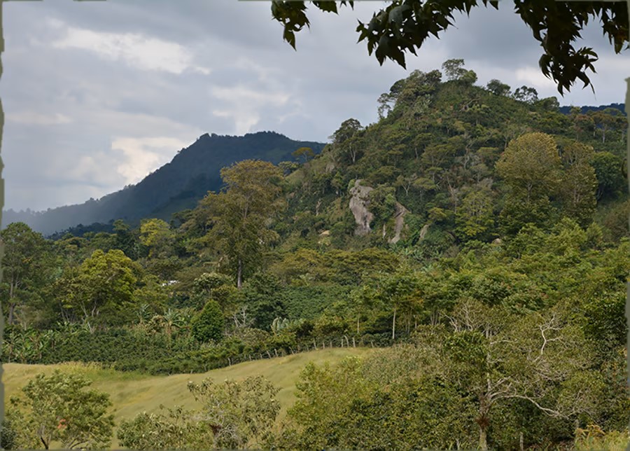 GR-honduras-coffee-landscape